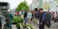 Садоводы и огородники встретились на ярмарке в Куйбышеве - 8plus1.Ru